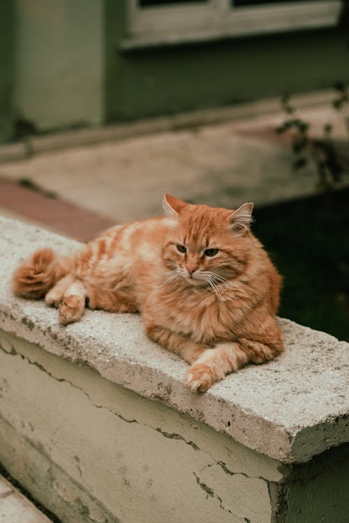 An Abandoned Ginger Cat on the Street