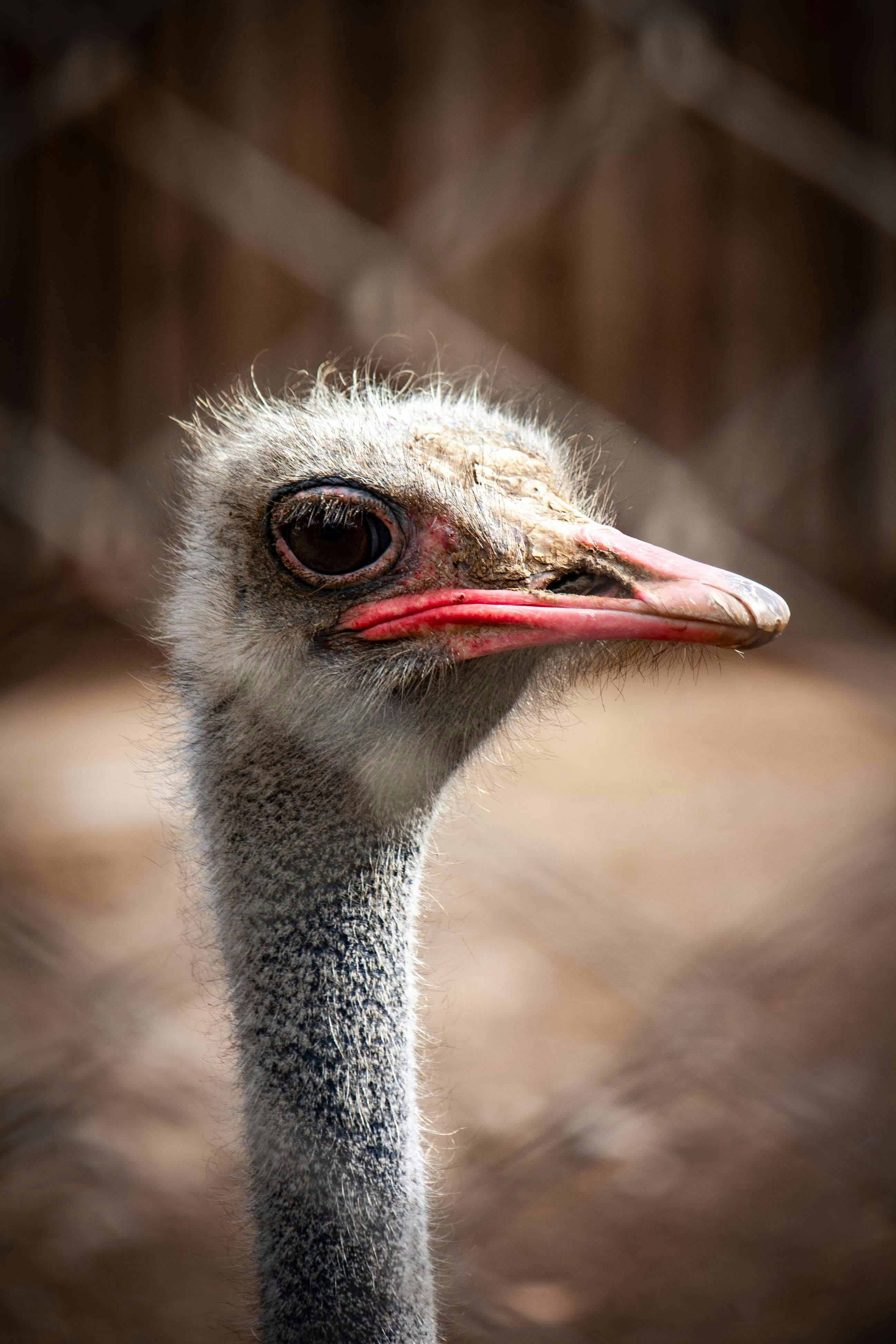 Why Do Dogs Have Wet Noses? Discover Their Fascinating Purpose! 7 The Evolutionary Purpose of Wet Noses in Dogs: How Nature Shaped This Unique Adaptation