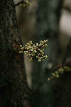 Close-up photo of tree buds with selective focus, capturing the essence of spring.