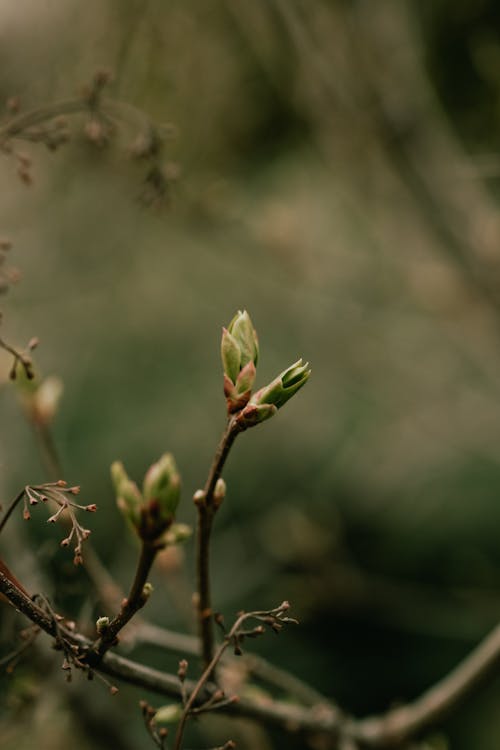 垂直ショット, 春, 芽の無料の写真素材