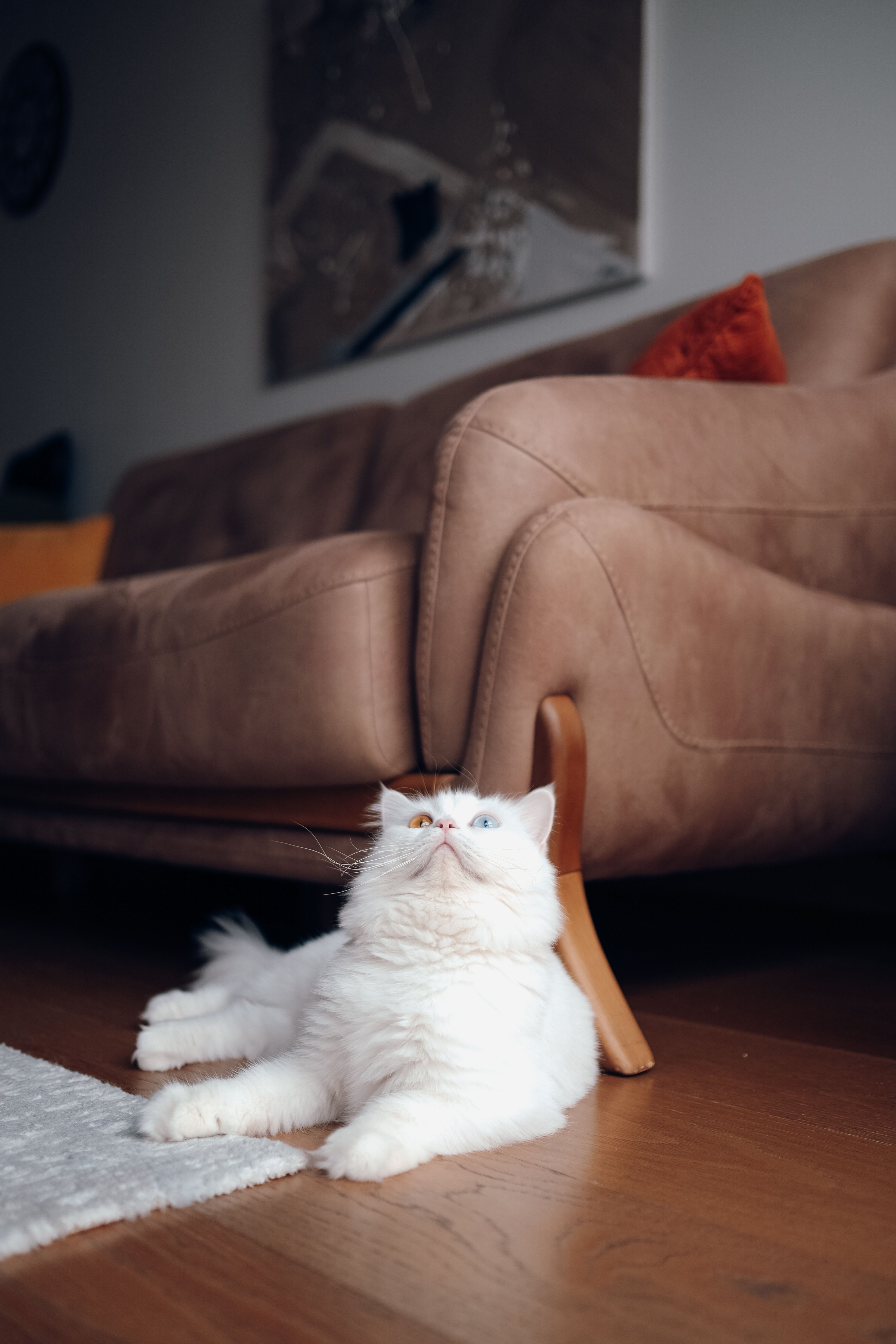 White Cat Lying on the Floor · Free Stock Photo
