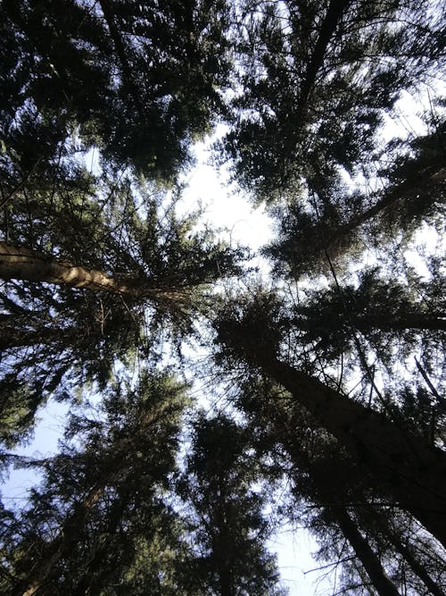 Low Angle View of the Trees 