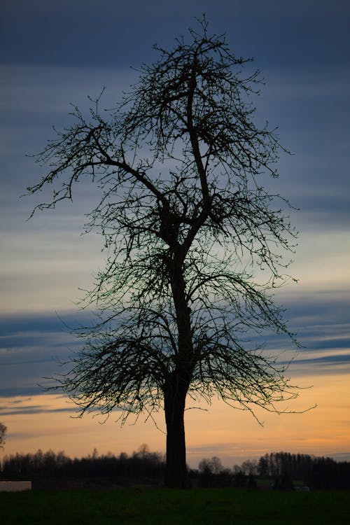 Tall Tree against the Sky at Dusk 