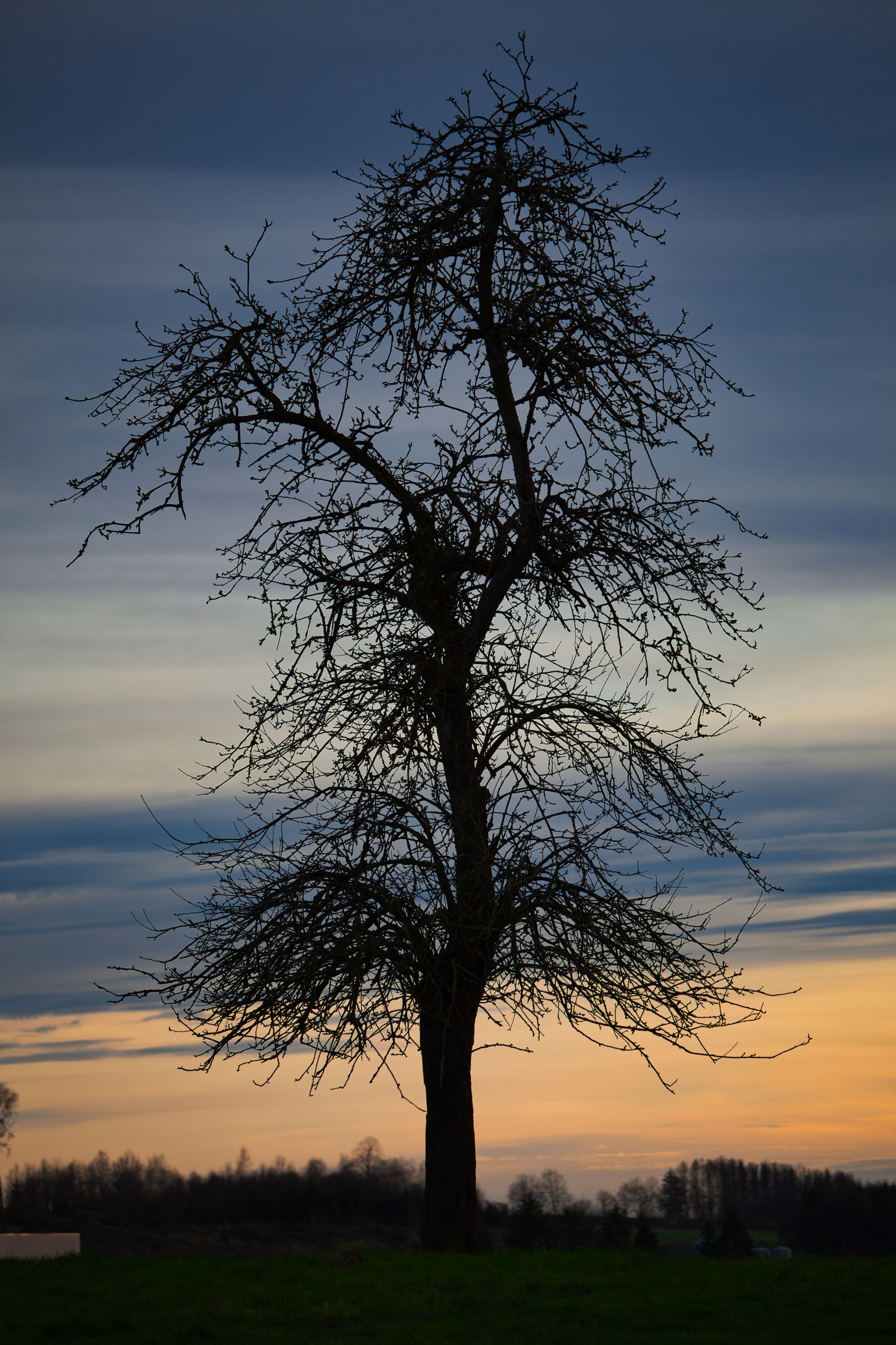 Tall Tree against the Sky at Dusk · Free Stock Photo