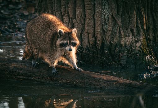 A raccoon perched on a log in a swamp, showcasing its natural habitat and curious demeanor.