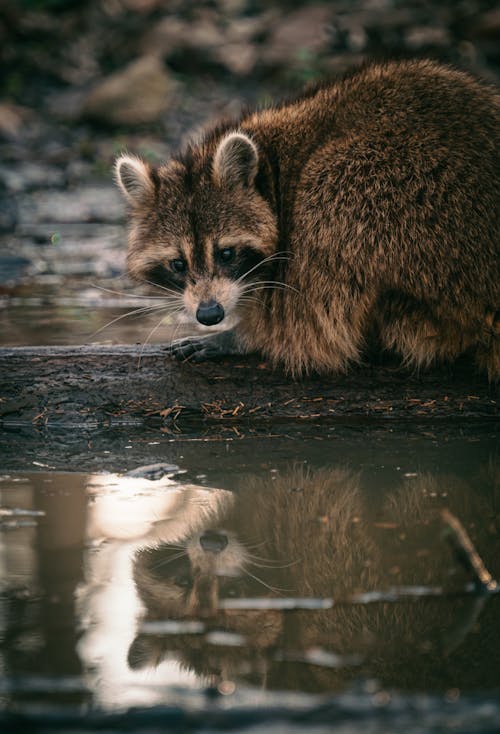 A Raccoon on a Wet Ground 