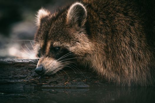 A detailed close-up of a raccoon resting on a tree log in a natural swamp setting, showcasing its furry features.