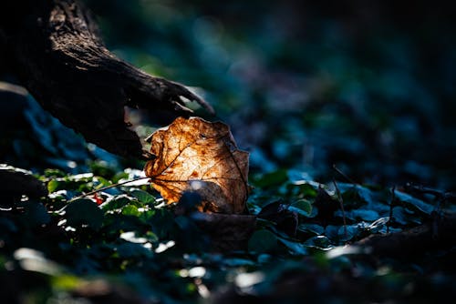 Close-up of a Back Lit Dry Leaf on the Ground in a Forest 