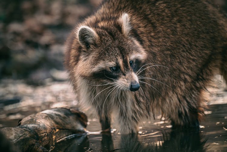 A Raccoon In Water