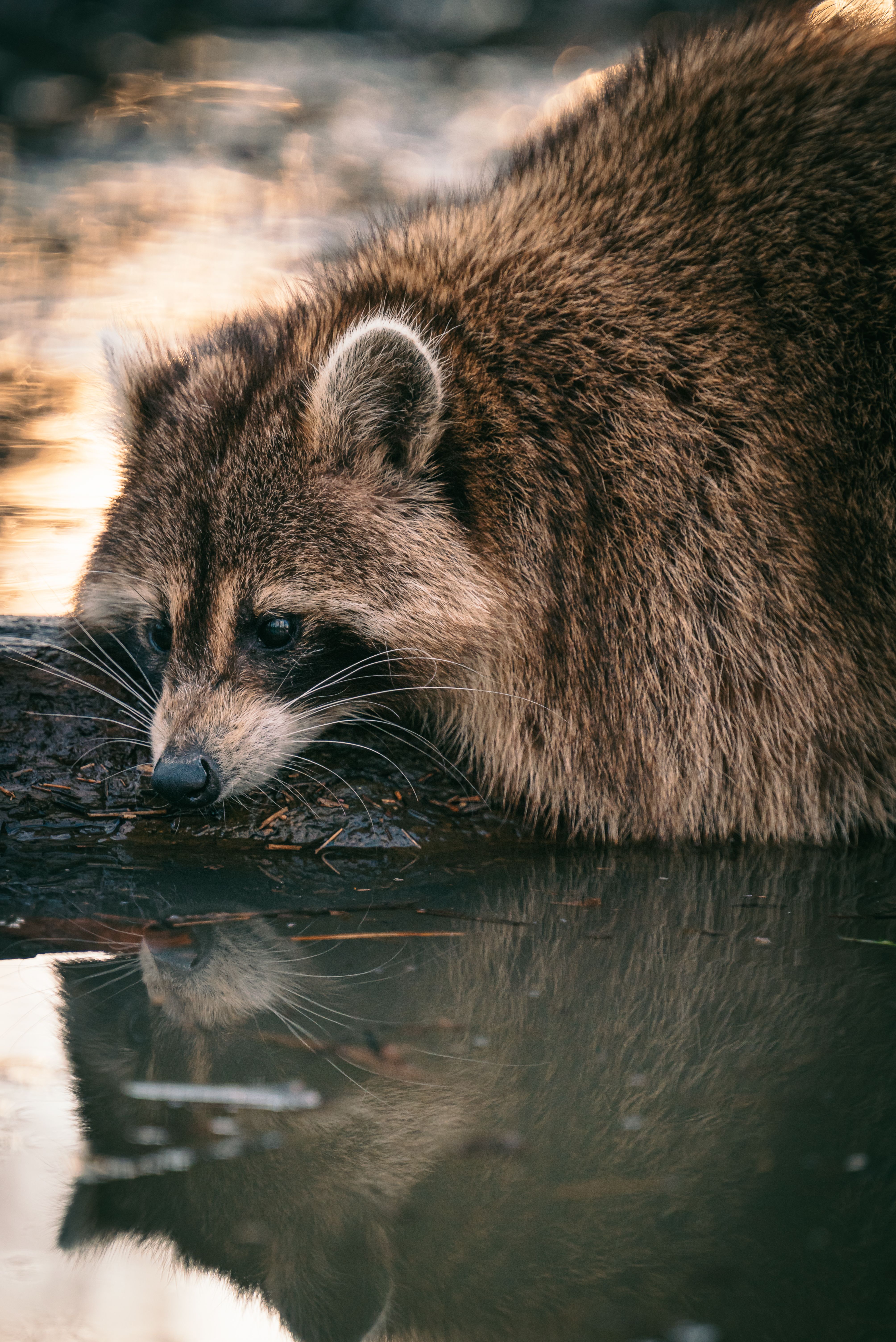 Raccoon Reflecting in Water · Free Stock Photo