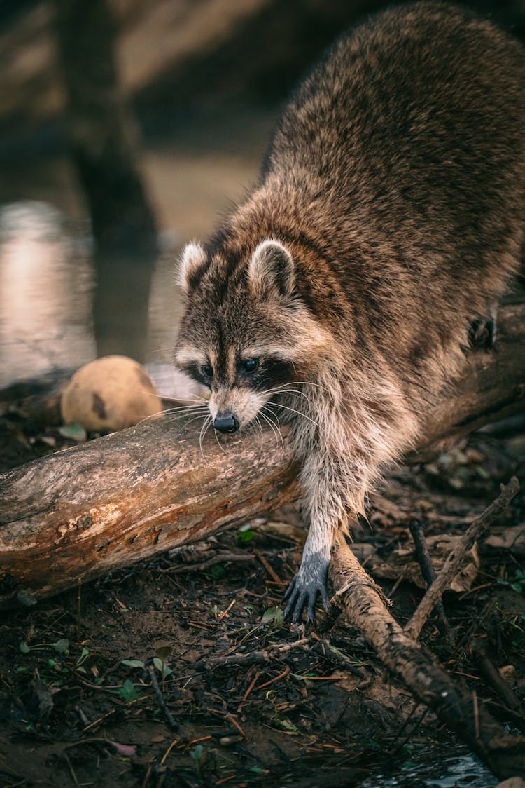 Raccoon On A Tree Log 