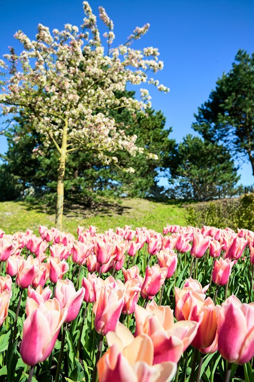Foto stok gratis bunga tulip, bunga-bunga, musim semi