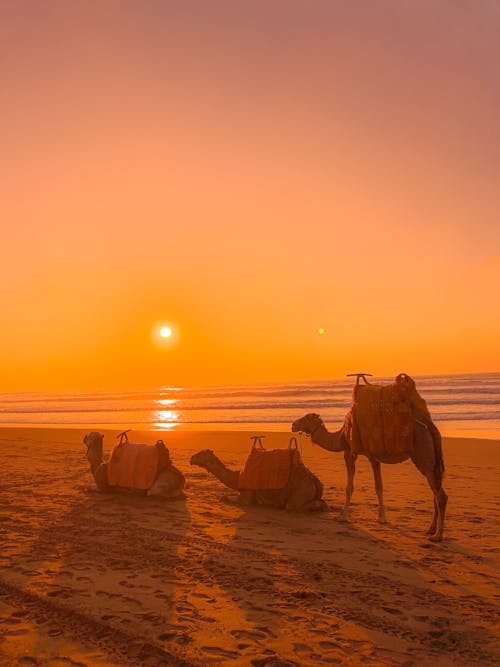 낙타, 낙타 타기, 사막의 무료 스톡 사진