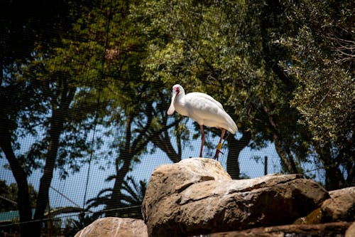 White Spoonbill Bird Standing on Rock