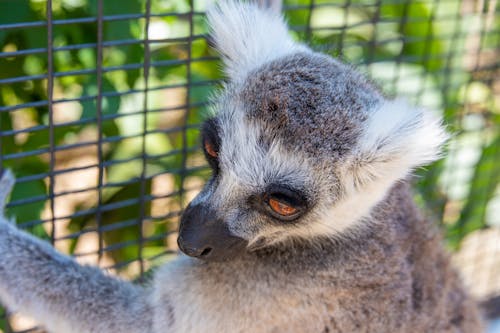 gratis Foto Van Lemur On Fence Stockfoto