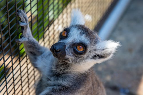 Selektywna Fokusowanie Czarnego I Brązowego Lemura