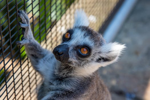 A ring-tailed lemur with striking eyes peers through a zoo cage, showcasing its curious nature.