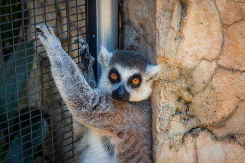 Free Close-up of a ring-tailed lemur climbing a cage, showcasing its vivid eyes and furry texture. Stock Photo