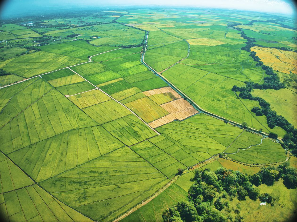 Vista aérea de arrozales