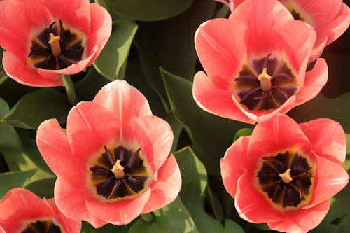 Foto profissional grátis de broto, flores vermelhas, jardim