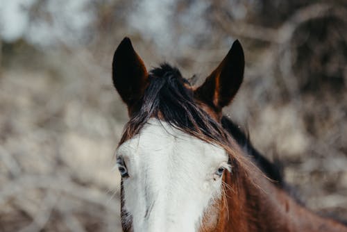 Brown Ears on Horse