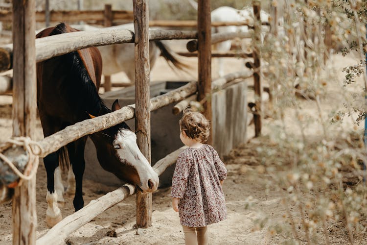 Toddler Walking Up To Horse Peeking From Under Wooden Fence