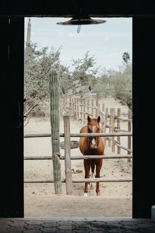 Безкоштовне стокове фото на тему «вертикальні постріл, дерев’яна огорожа, коричневий кінь»