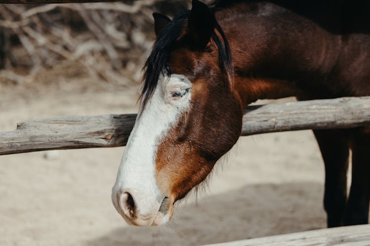 Horse With White Spot Looking Over Fence