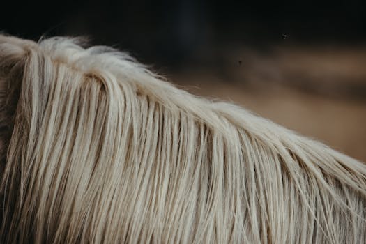 ¿Qué significa soñar con caballo blanco?