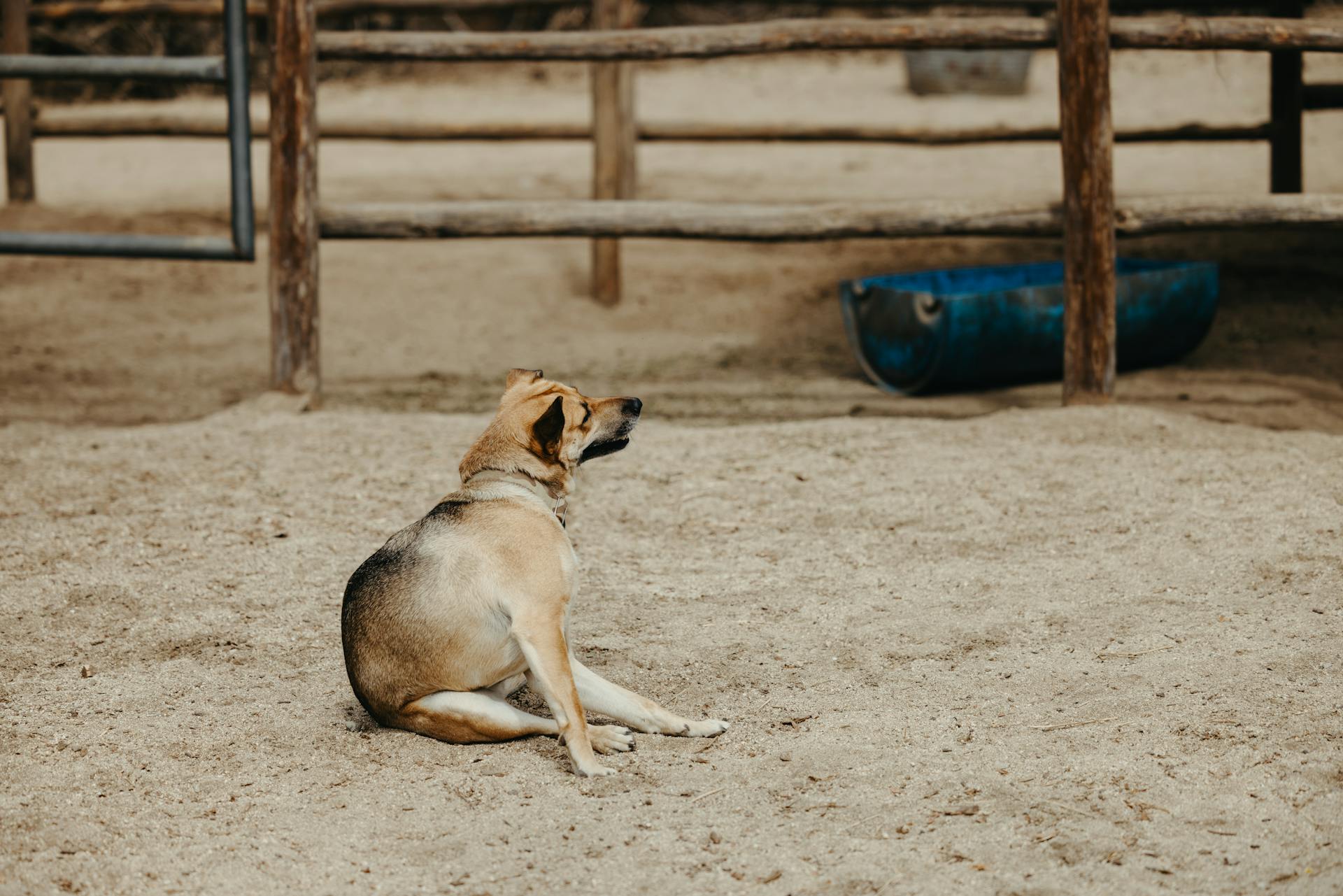 Dog Sitting on Sand on Farm