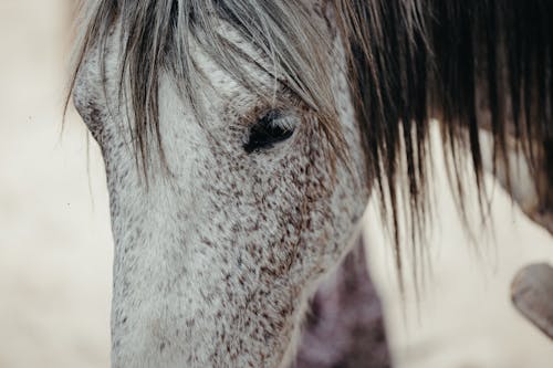 Foto profissional grátis de cabeça, cavalo, crina