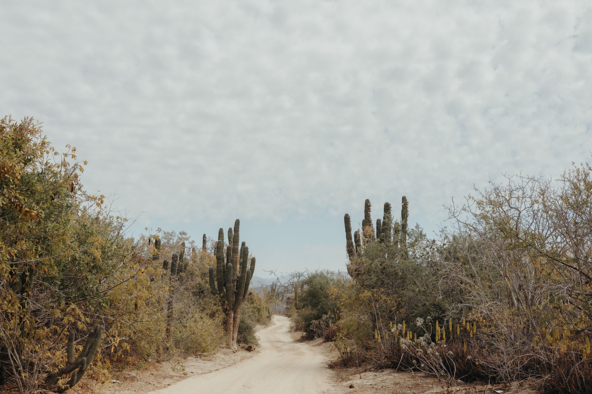 Explore a sandy dirt road flanked by towering cacti in the arid Mexican desert.