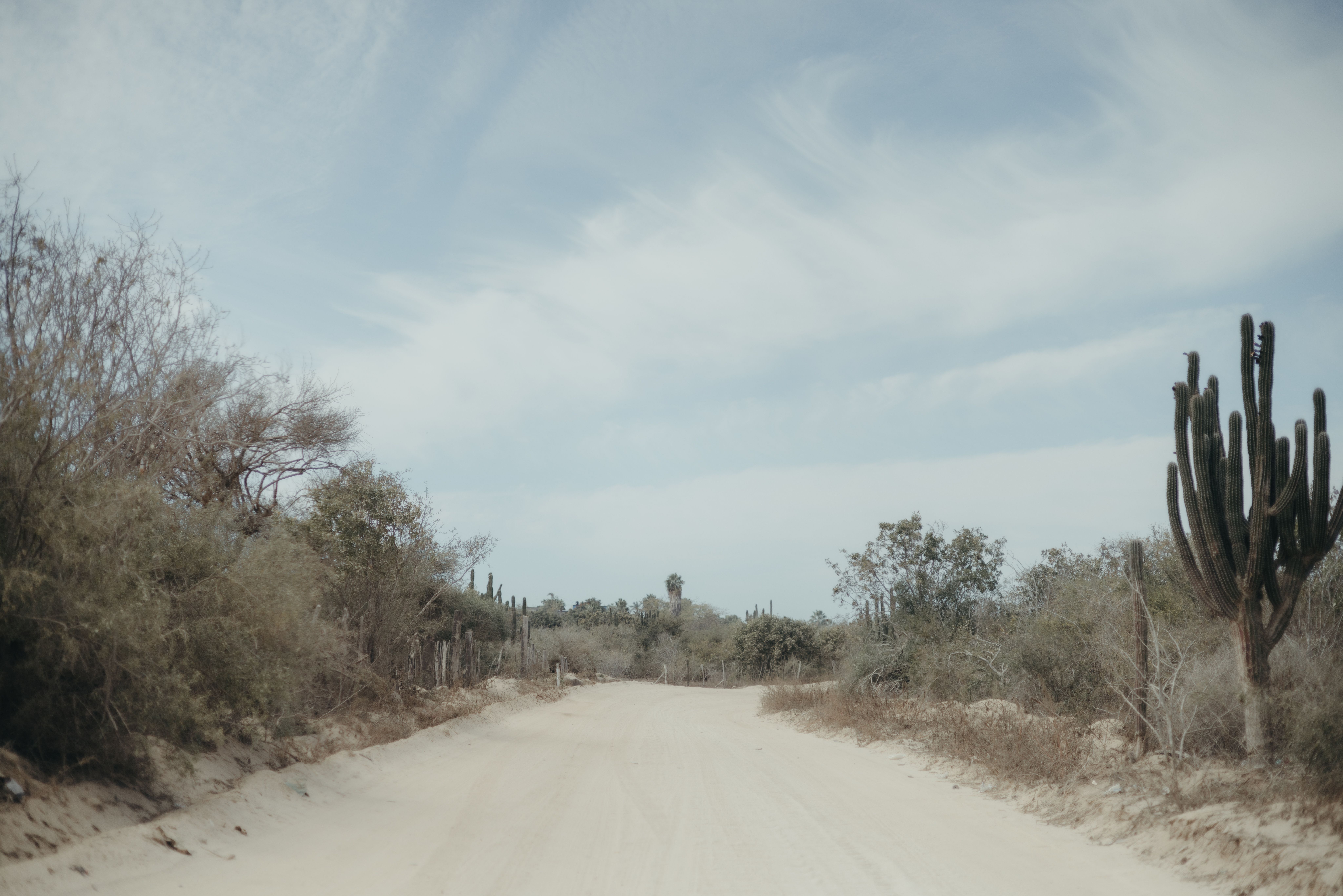 Amazing Jungle ATV Adventure: Unveiling Akumal's Enchanting Cenotes Review 2026 - A sandy desert road with cacti in San Juan del Rancho, BCS, Mexico under a clear sky.