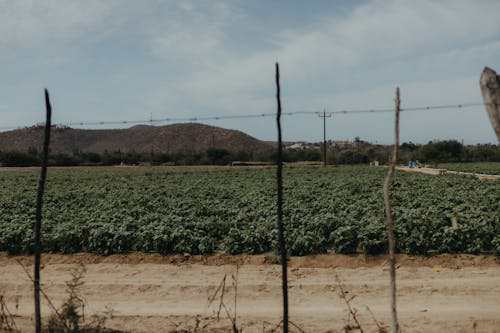 Free Green Plants on Field Stock Photo