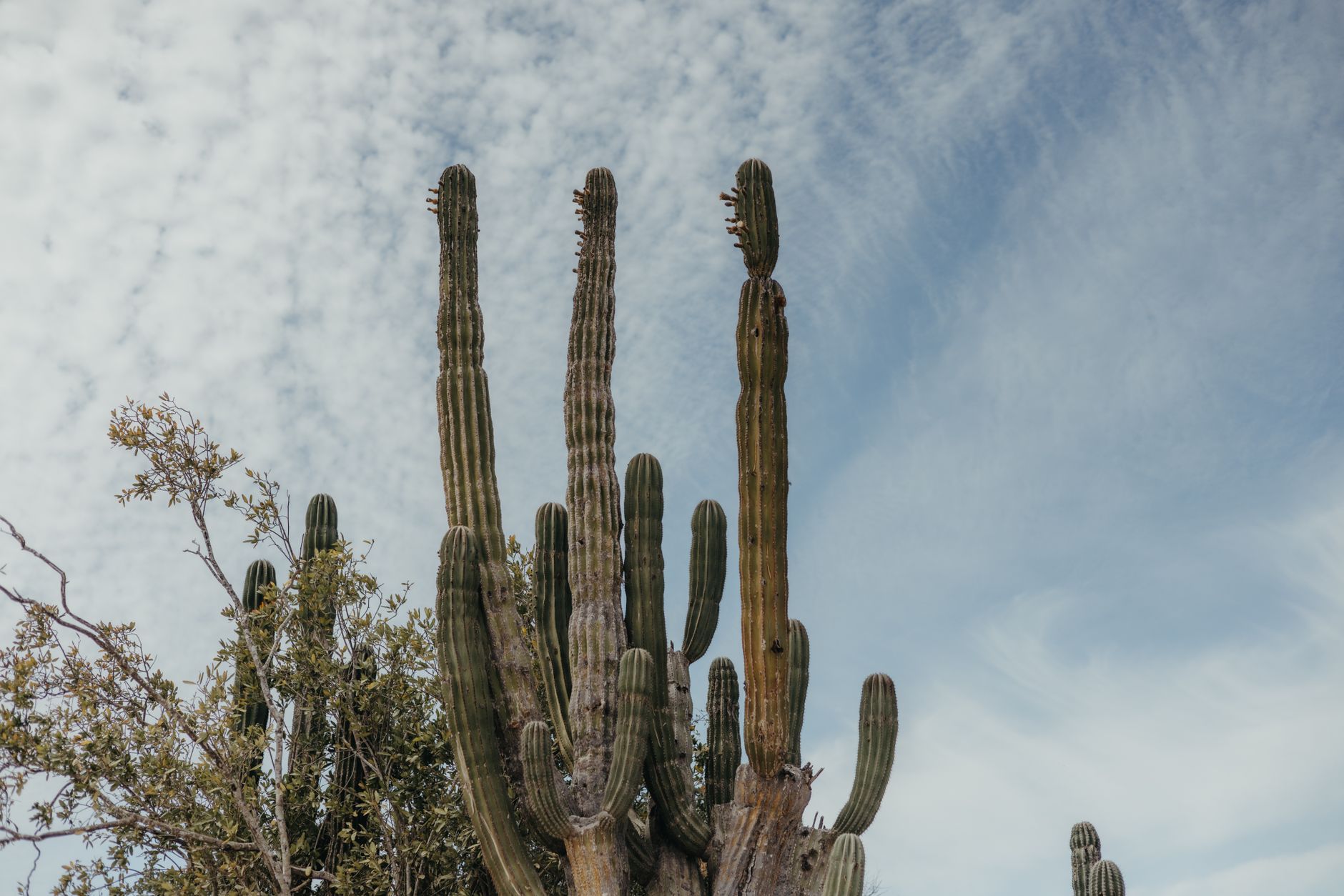 Majestic cacti reaching towards the blue sky in San Juan del Rancho, Mexico.