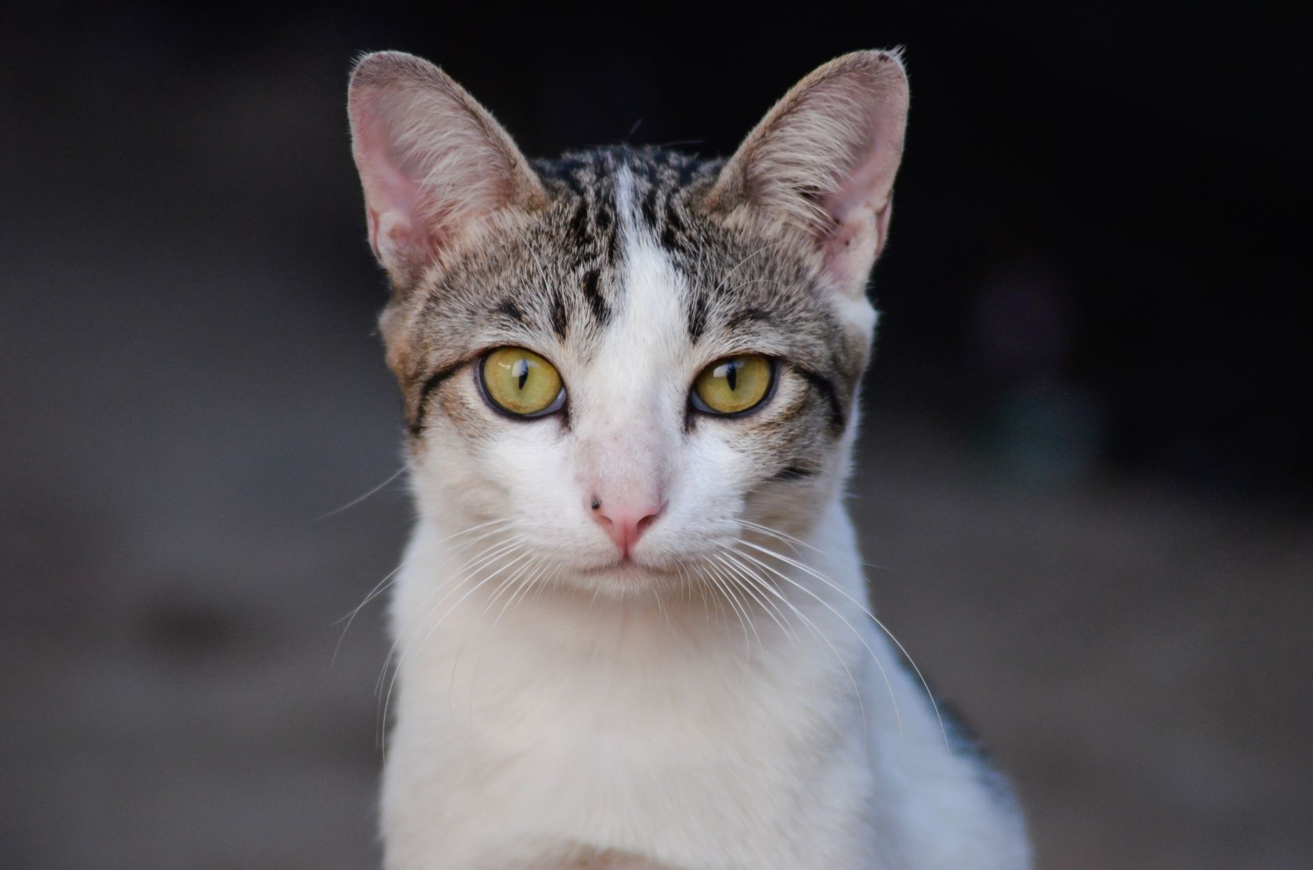 A cat undergoing diagnostic blood testing at a veterinary clinic