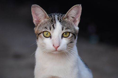 Free A close-up portrait of a cute cat with striking yellow eyes in Jakarta, Indonesia. Stock Photo