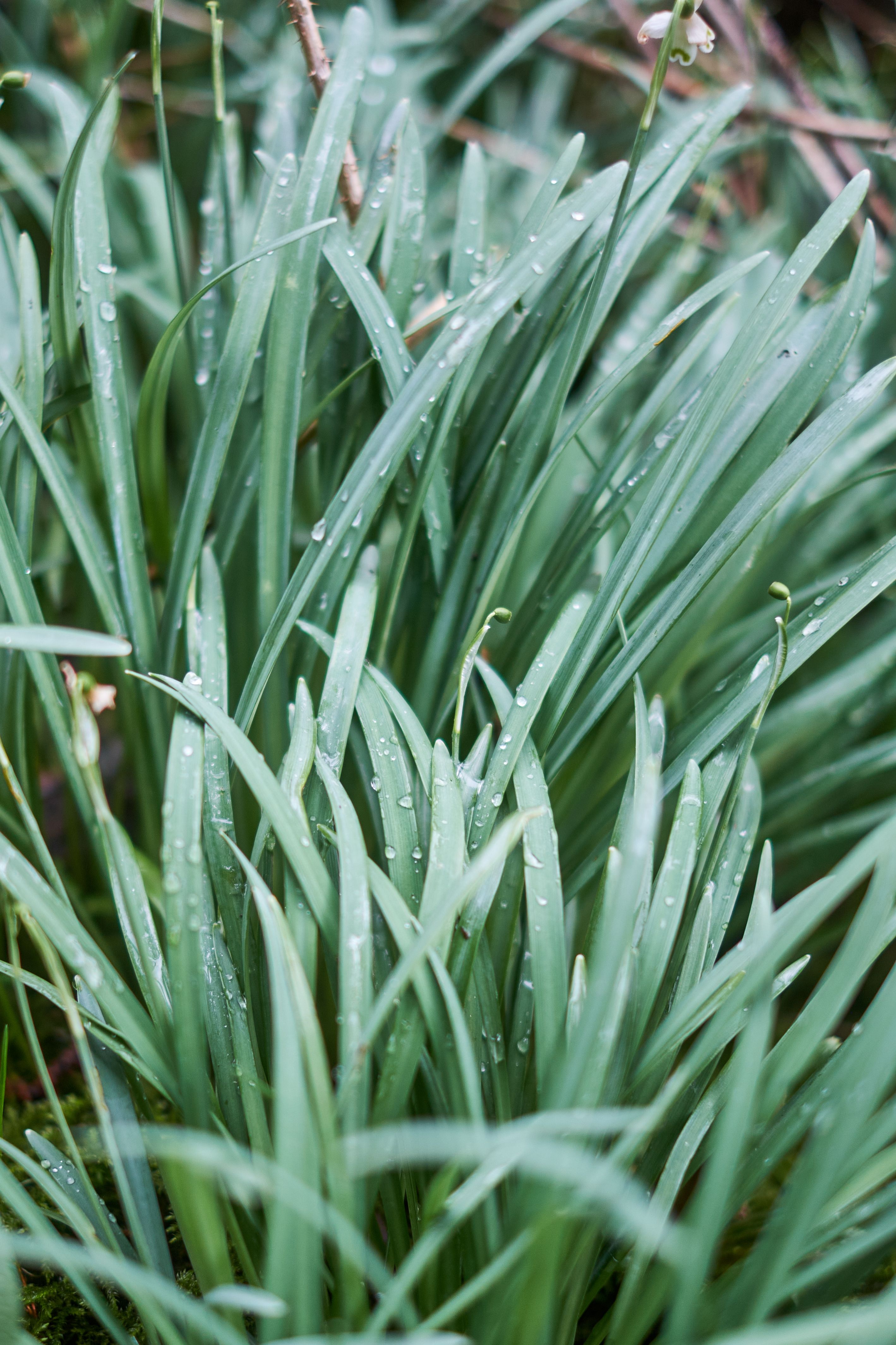 Fresh dew droplets on lush green grass, capturing the essence of nature's beauty in Greystoke, England.