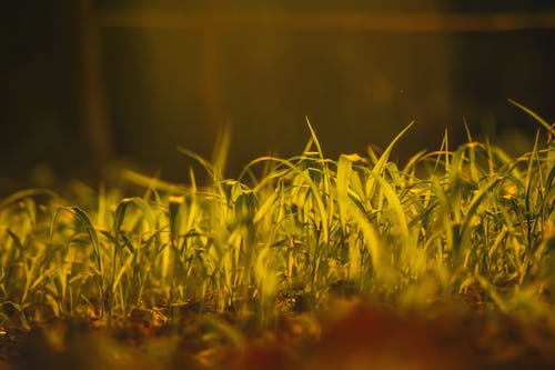 Grass Growing in Field