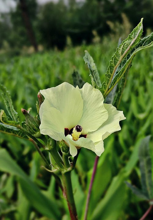 Foto d'estoc gratuïta de bonic, delicat, flor