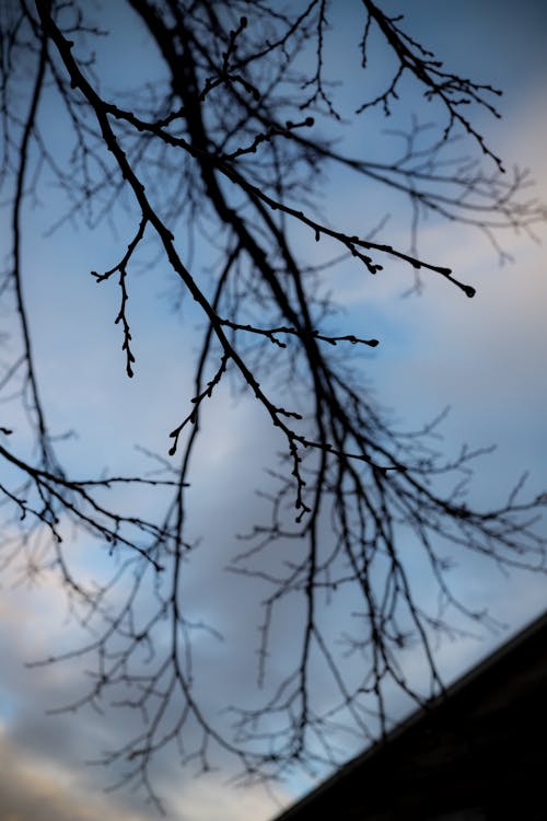 Free stock photo of branch, branches, bush