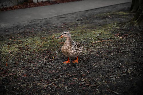 Mallard Duck in Park