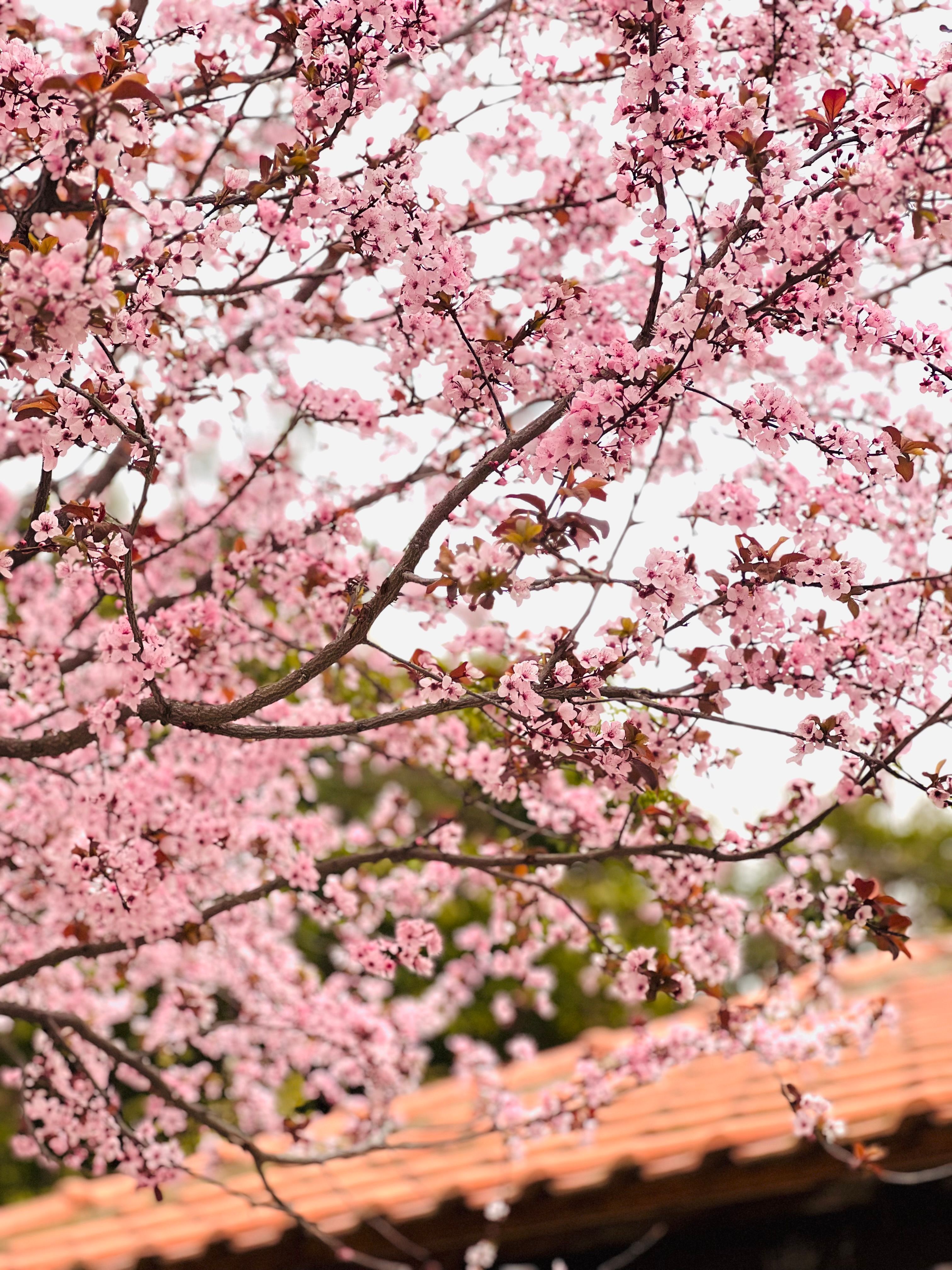 Pink Flowers on Branches of Cherry Tree · Free Stock Photo