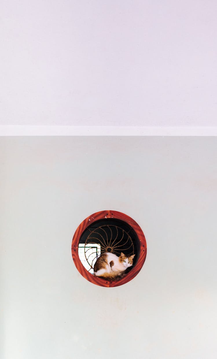 Cute Cat In Circle Window