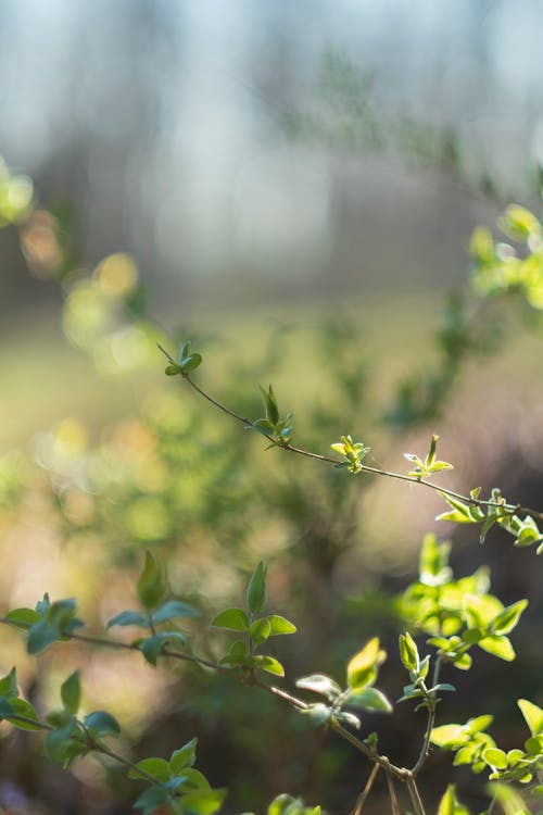 Foto d'estoc gratuïta de arbust, fulles, molla