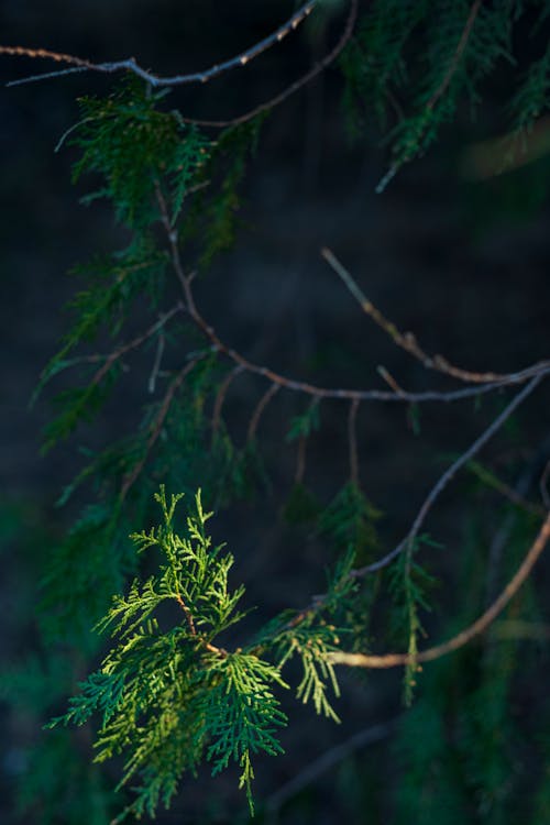 Gratis lagerfoto af cypres, gren, lodret skud