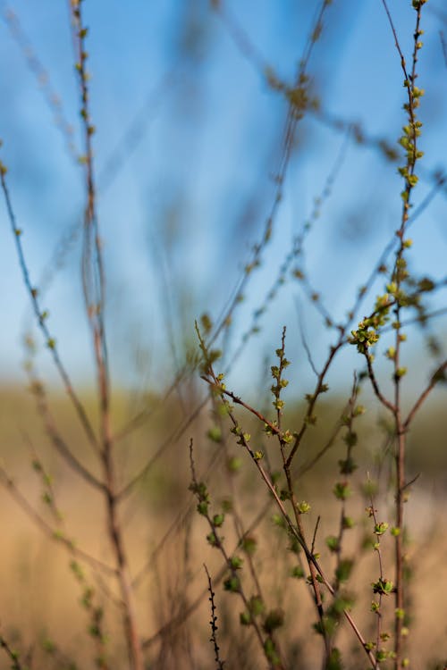 Branches with Buds 