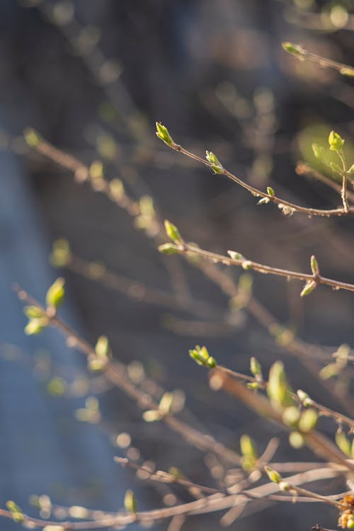 Foto d'estoc gratuïta de esperança, flor silvestre, fulla d'arbre