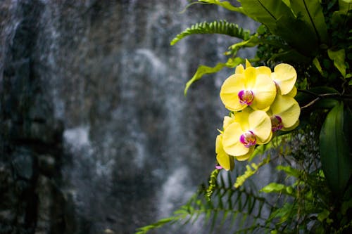 Free Photo of Yellow Orchid Flowers  Stock Photo