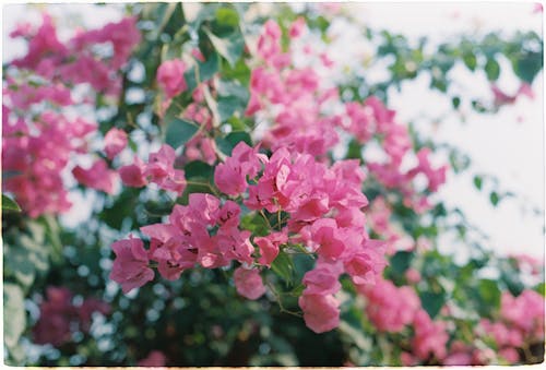 Close-up of a Plant with Pink Flowers 